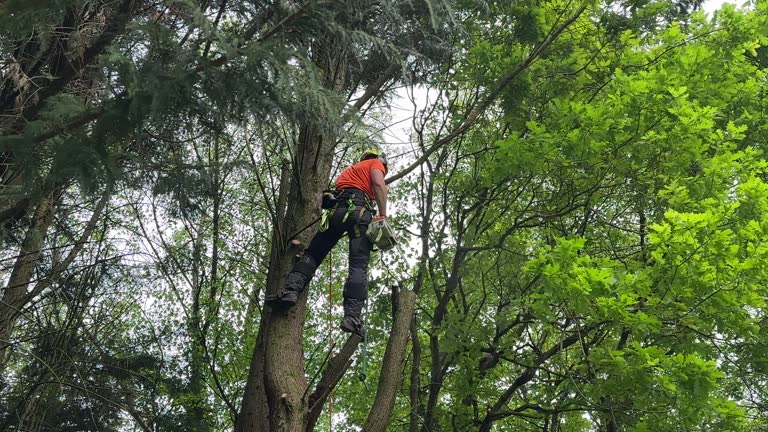 Best Weed Control  in Coal City, WV